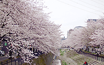 「多摩センター」駅前の乞田川の桜