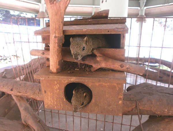 たくさんのリスに心から癒される「町田リス園」の画像