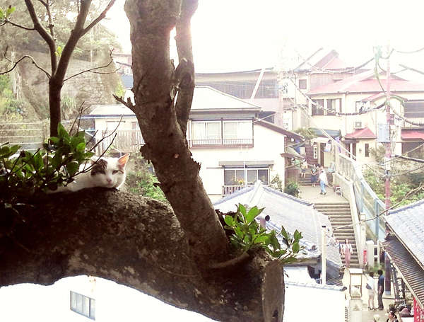 猫好きにはたまらない！ 江ノ島は、猫の島の画像