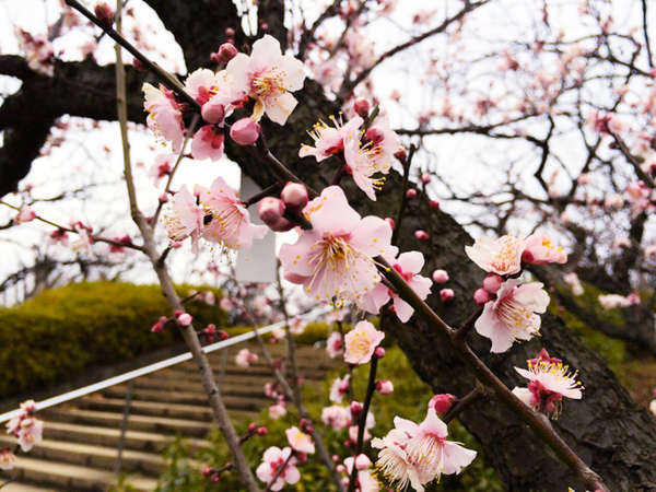 梅を見ながら公園散策「せたがや梅まつり」の画像