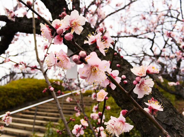 梅を見ながら公園散策「せたがや梅まつり」