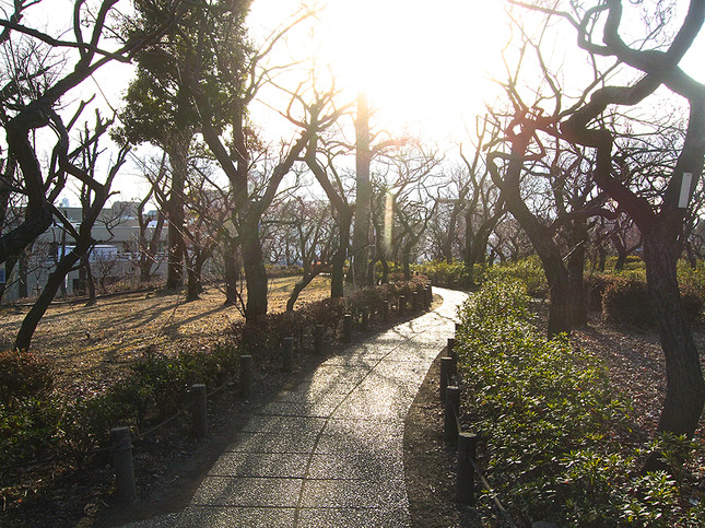 約650本の梅林が圧巻の「羽根木公園」