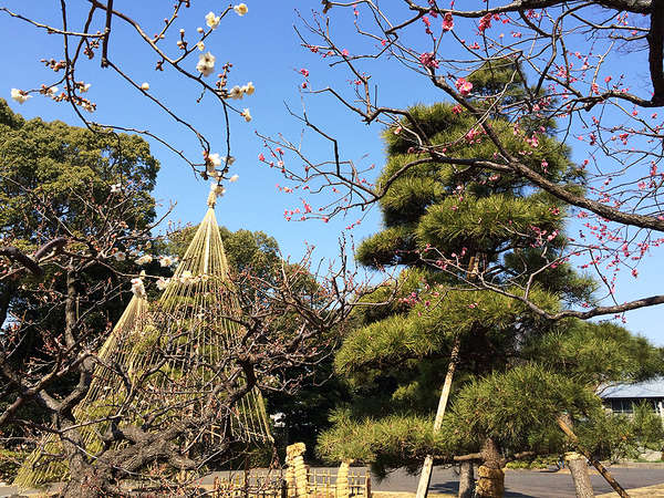 梅も桜も楽しめる「代々木公園」の画像