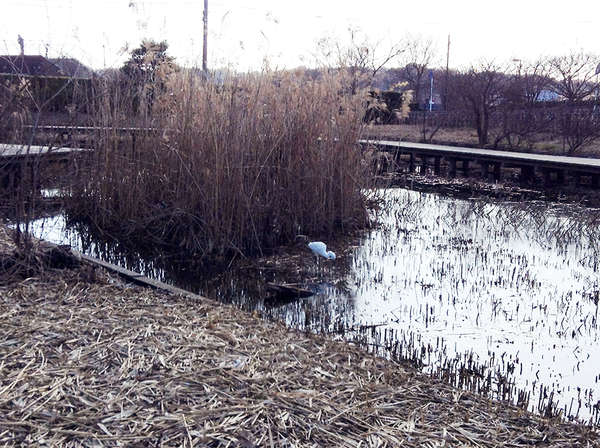 レジャーに最適な引地川親水公園の「湿性植物園」の画像