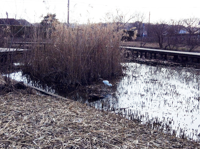 レジャーに最適な引地川親水公園の「湿性植物園」