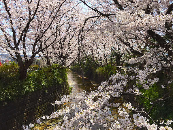 約1kmも続く桜並木の画像