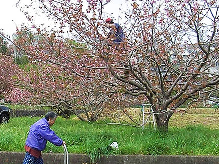 秦野の八重桜摘み