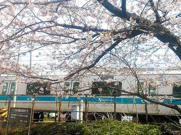 桜の中を抜ける小田急線の画像