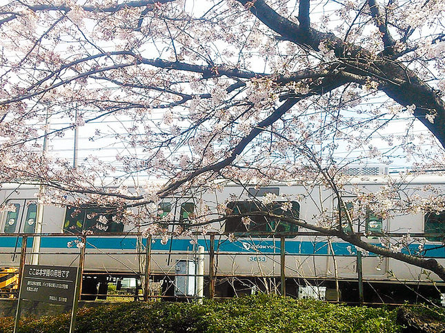 桜の中を抜ける小田急線
