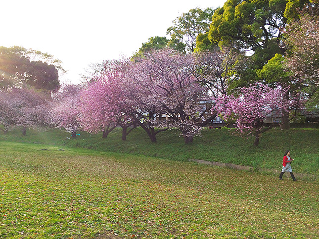 八重桜のお花見は東大グラウンドで