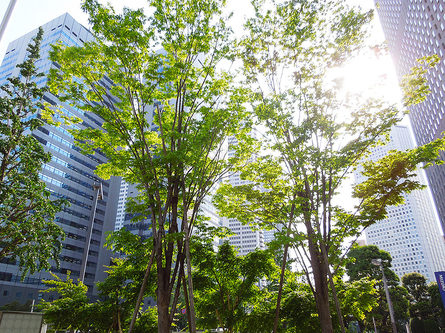 都会の中で溢れる新緑 新宿摩天楼