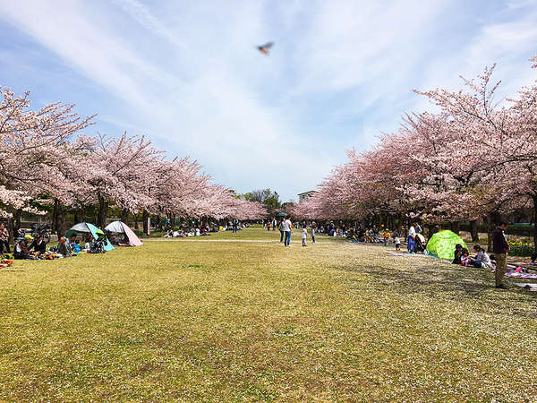 満開の桜を芝生で楽しめる宝野公園の画像