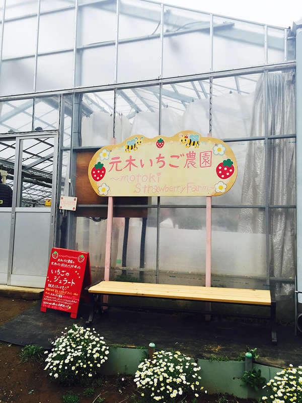 イチゴ狩りで摘みたてイチゴ食べ放題の画像