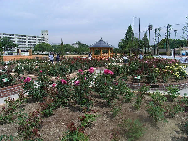 秦野中央公園にバラ園オープンの画像