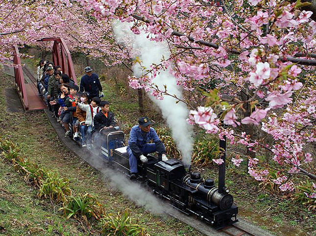 西平畑公園の桜をくぐる鉄道のアトラクション