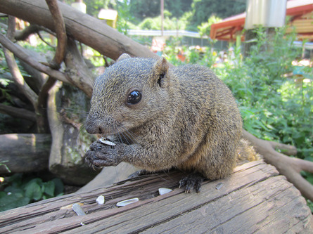 癒しの動物園