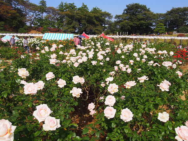 生田緑地ばら苑 秋の一般開放の画像