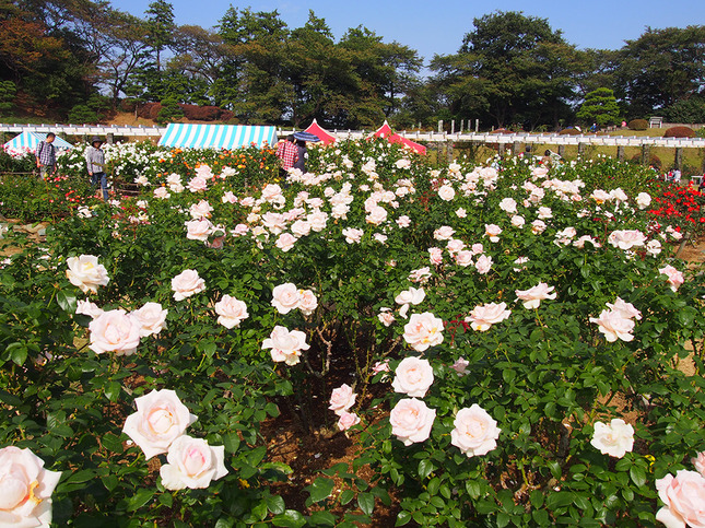 生田緑地ばら苑 秋の一般開放