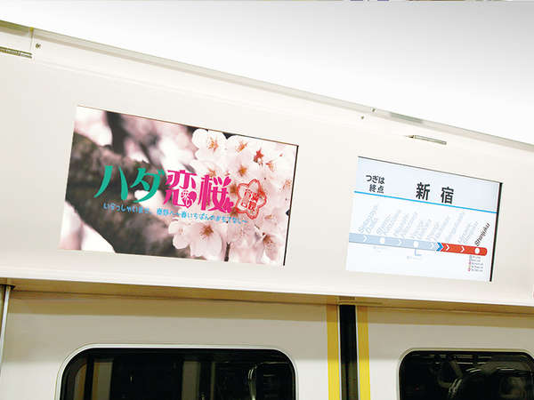 秦野「ハダ恋桜キャンペーン」の画像
