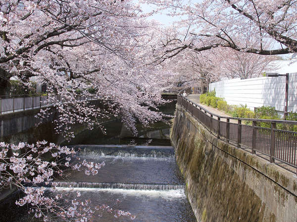 ライトアップが美しい東宝スタジオの桜の画像