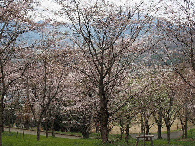 “弘法山に咲く桜の木々“