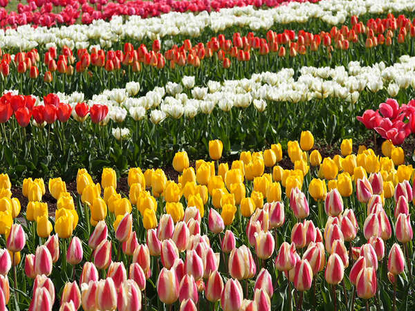 お花畑の画像