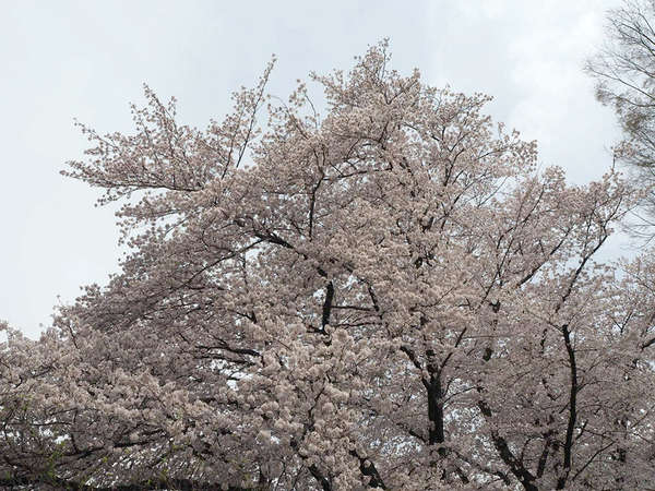 春は桜が満開 松が枝公園の画像