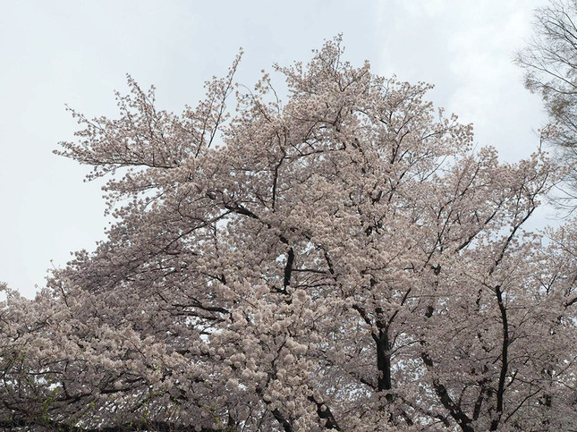 春は桜が満開 松が枝公園