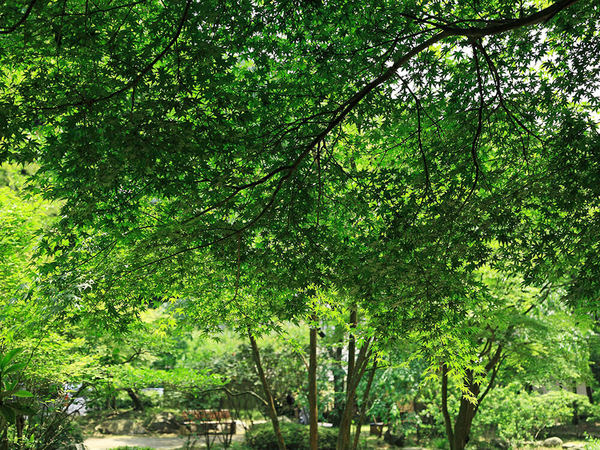 癒やしの森を満喫！広大な県立公園の画像