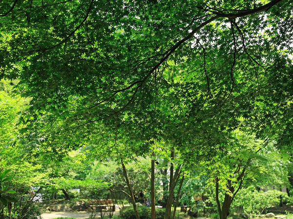 癒やしの森を満喫！広大な県立公園