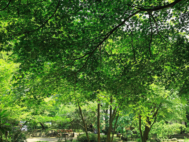 癒やしの森を満喫!広大な県立公園