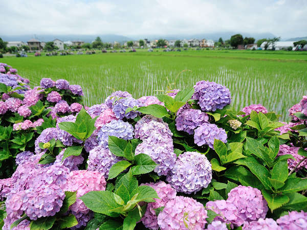 開成町あじさいまつりの画像