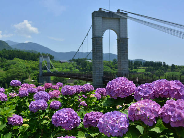 風の吊り橋とあじさいの画像