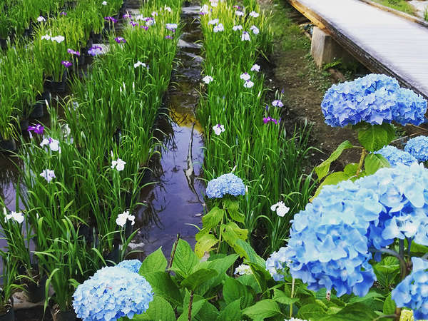あじさい花菖蒲まつりの画像