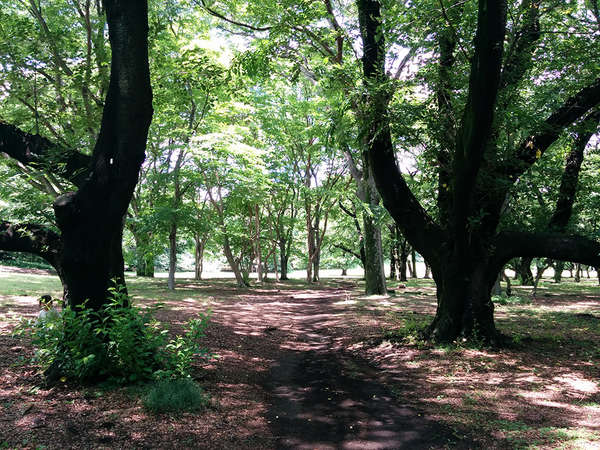 世田谷を代表する公園「砧公園」へ行ってみよう！の画像