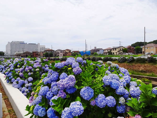 大清水境川アジサイロードは今が見頃の画像