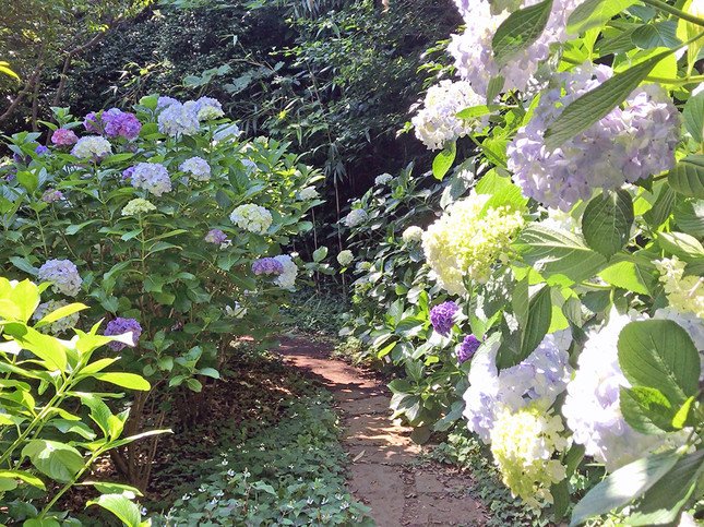 色とりどりの紫陽花が左右に咲いている山の中の小道