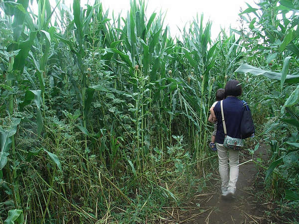 とうもろこし畑に巨大迷路の画像