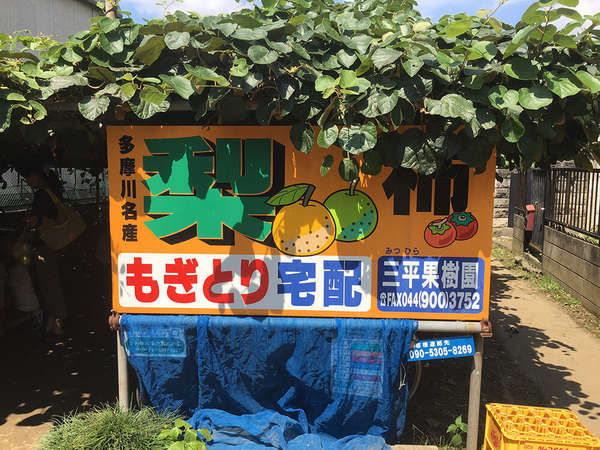 秋を感じる梨狩りの画像