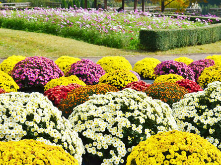 1,000株の「ざる菊」が公園を彩る