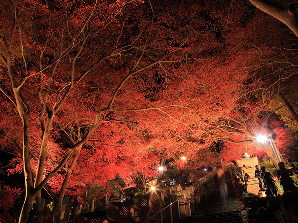 夜景×紅葉ライトアップ＝絶景の画像