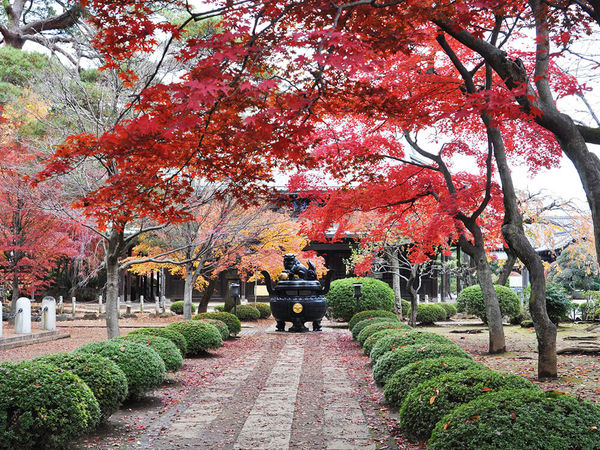 秋の豪徳寺をのんびり散策の画像