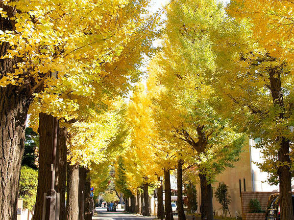 せたがや百景の美しさ！成城学園前のイチョウ並木の画像