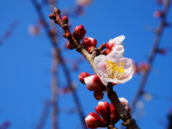 一足早い春の訪れ。梅の名所「羽根木公園」の画像
