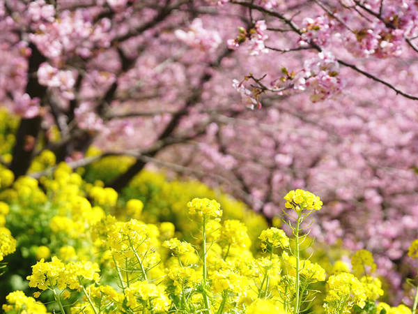 河津桜のアーチ！松田山西平畑公園の画像