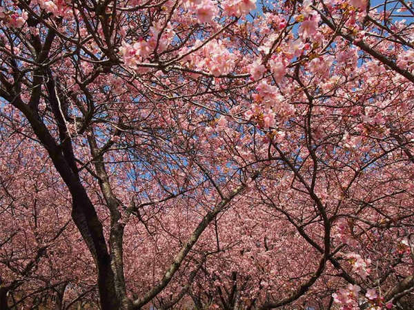 まつだ桜まつりの画像
