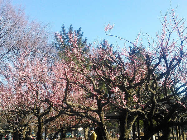 お花見を楽しもうの画像