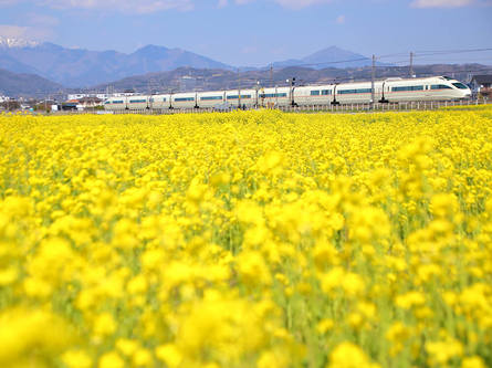 春の訪れを告げる菜の花畑