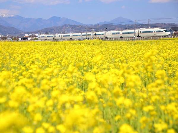 春の訪れを告げる菜の花畑の画像