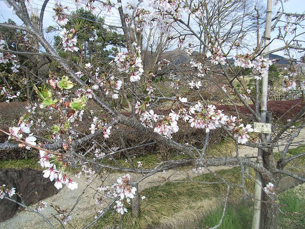 6種類の桜リレー 秦野の新名所の画像